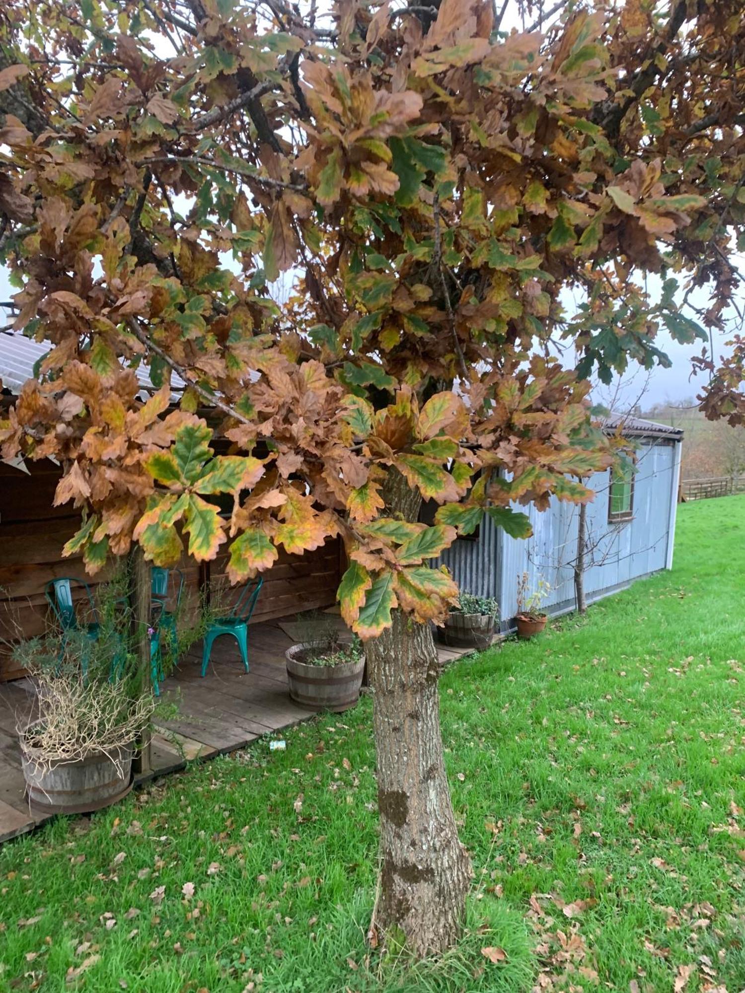 Отель Ceridwen Glamping, Double Decker Bus And Yurts Llandysul Экстерьер фото