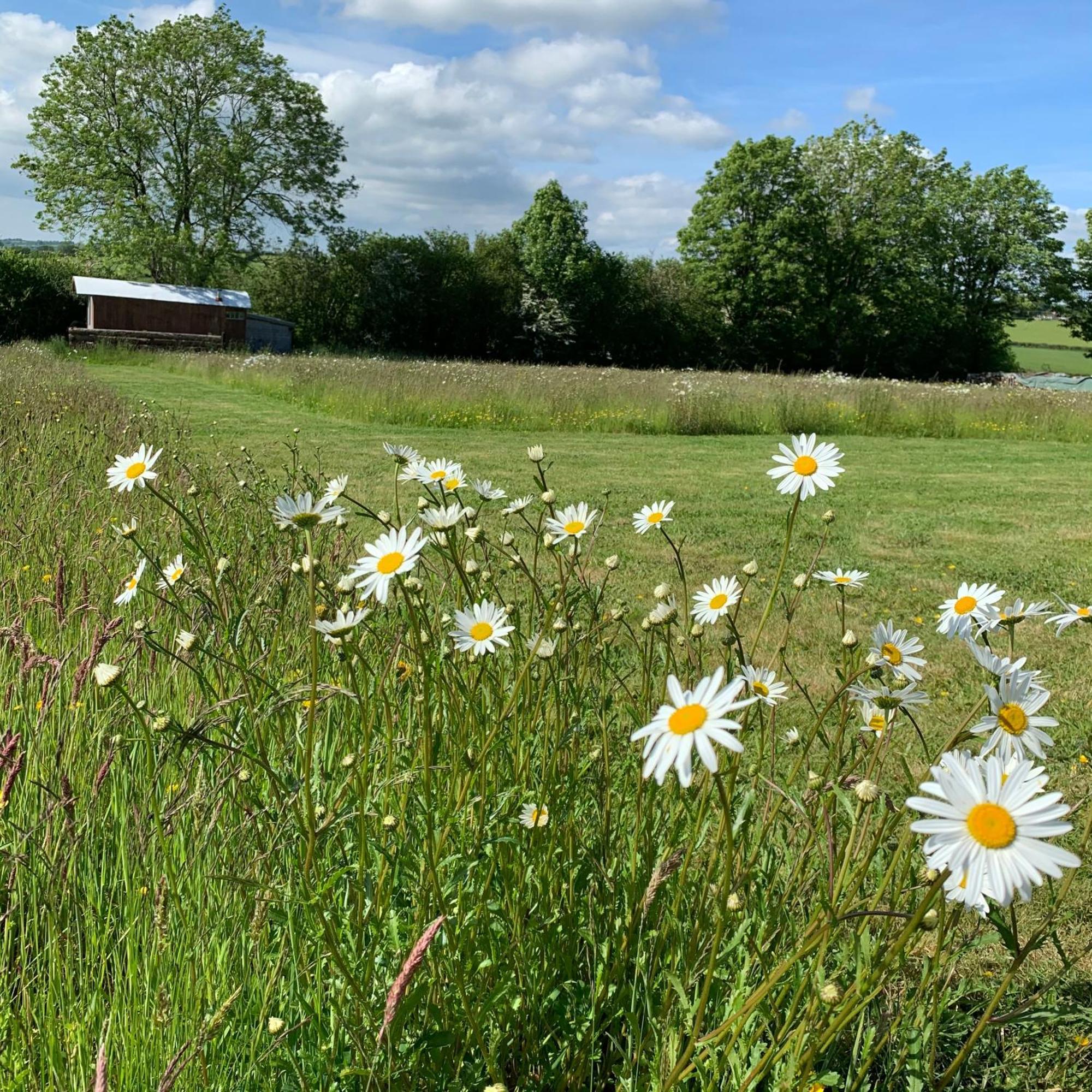 Отель Ceridwen Glamping, Double Decker Bus And Yurts Llandysul Экстерьер фото